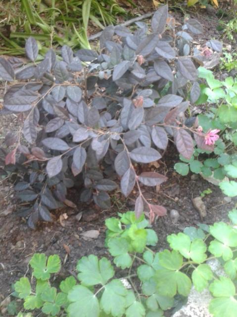 Name:  20170410_191845.jpg
Views: 217
Size:  55.9 KB