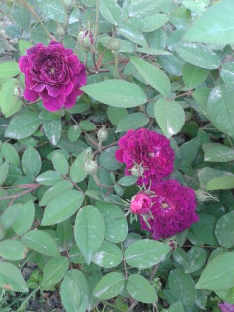 Name:  20170414_183939.jpg
Views: 418
Size:  47.8 KB