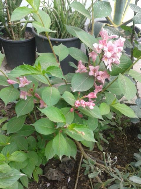 Name:  20170417_103622.jpg
Views: 454
Size:  55.6 KB