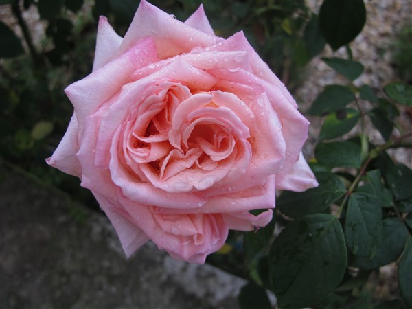 Name:  IMG_0388 (600 x 450).jpg
Views: 628
Size:  54.4 KB
