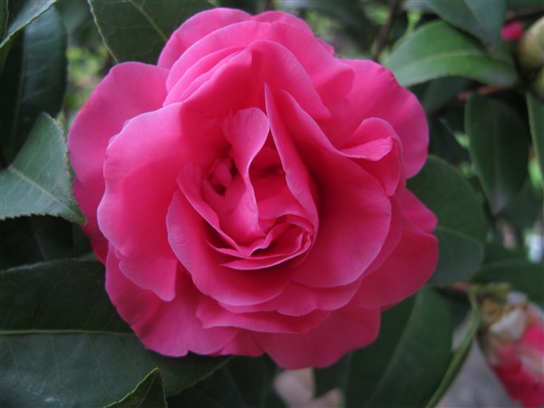 Name:  IMG_0382 (600 x 450).jpg
Views: 680
Size:  46.1 KB