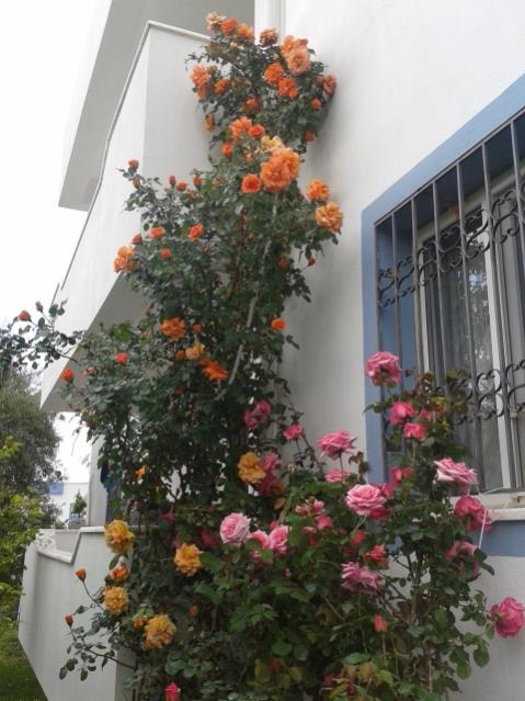 Name:  20170417_103046.jpg
Views: 616
Size:  52.8 KB