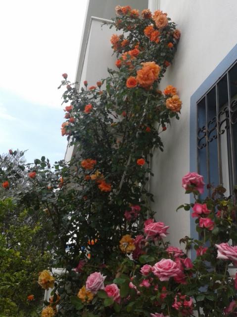 Name:  20170417_103131.jpg
Views: 368
Size:  49.8 KB