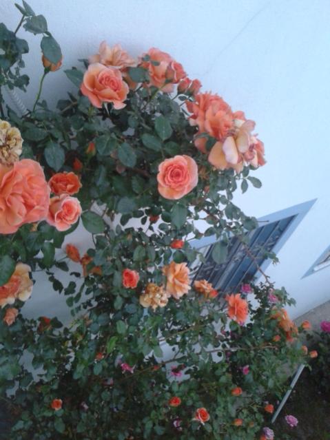 Name:  20170416_195229.jpg
Views: 366
Size:  47.4 KB
