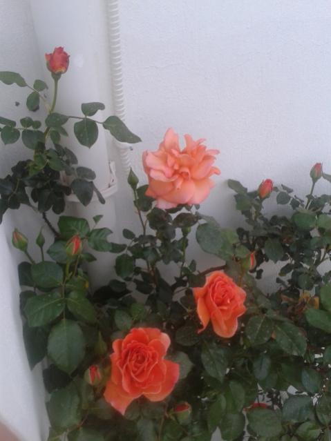 Name:  20170411_191739.jpg
Views: 387
Size:  33.5 KB