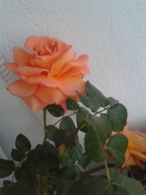 Name:  20170418_195640.jpg
Views: 383
Size:  29.9 KB