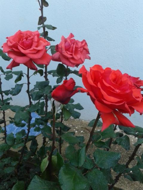 Name:  20170418_180510.jpg
Views: 380
Size:  47.3 KB