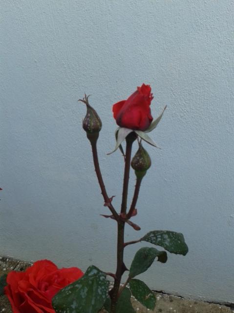 Name:  20170418_180514.jpg
Views: 368
Size:  35.4 KB