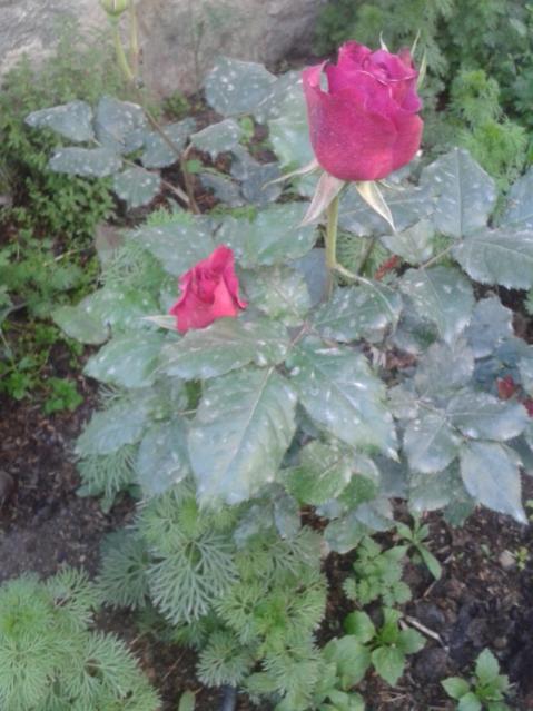 Name:  20170410_191551.jpg
Views: 370
Size:  49.8 KB
