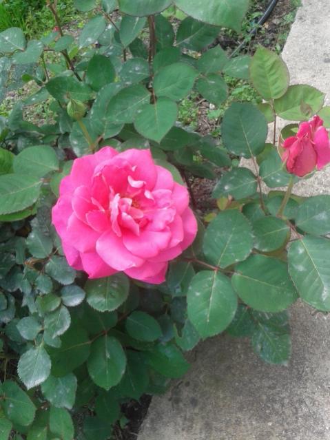 Name:  20170413_145959.jpg
Views: 374
Size:  49.8 KB