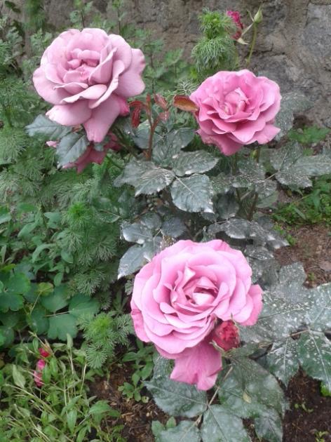 Name:  20170417_103444.jpg
Views: 361
Size:  64.4 KB
