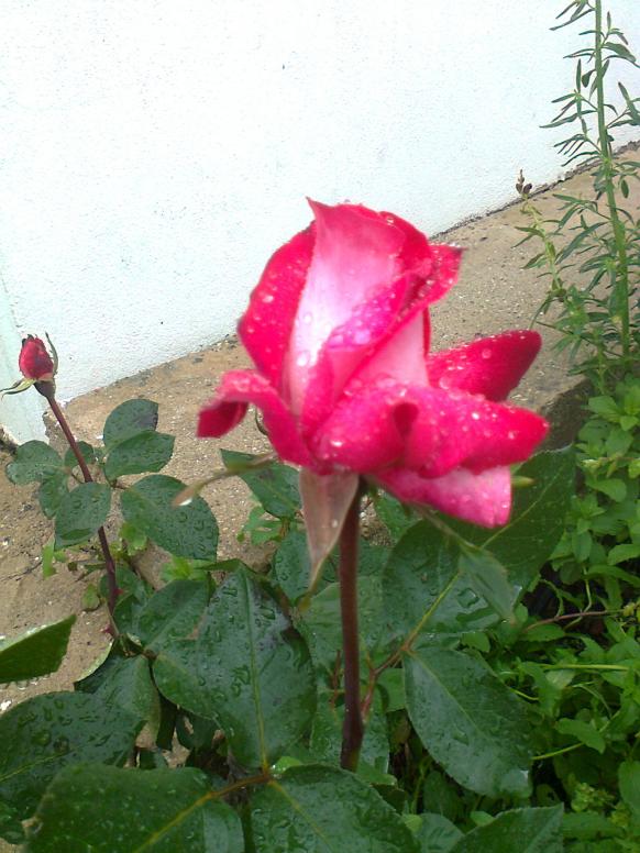 Name:  Fotoraf4245.jpg
Views: 377
Size:  71.3 KB