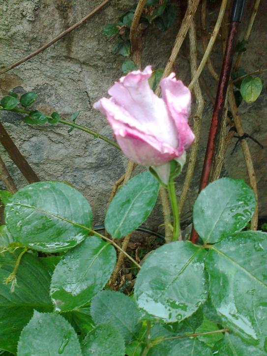Name:  Fotoraf4252.jpg
Views: 372
Size:  73.6 KB
