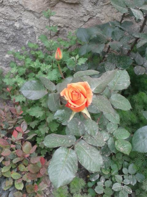 Name:  20170417_103531.jpg
Views: 368
Size:  57.9 KB