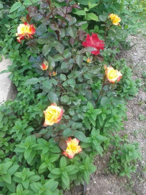 Name:  20170413_145910.jpg
Views: 398
Size:  65.4 KB