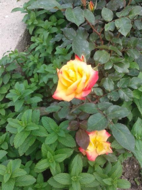 Name:  20170413_145914.jpg
Views: 384
Size:  52.6 KB