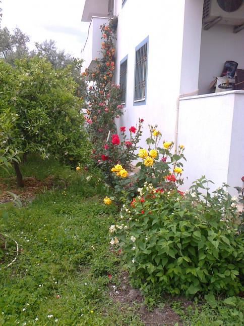 Name:  Fotoraf4268.jpg
Views: 365
Size:  74.6 KB
