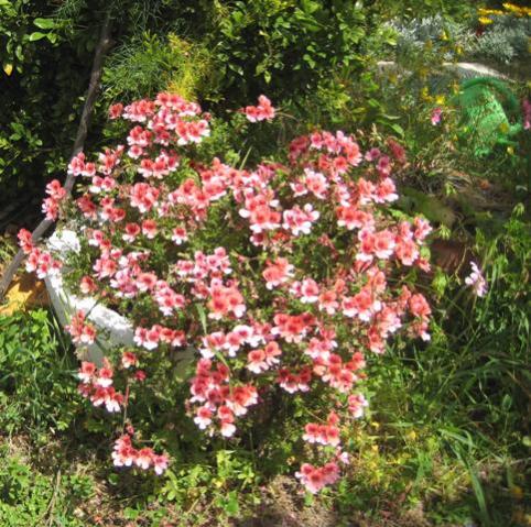 Name:  IMG_8300.jpg
Views: 336
Size:  68.2 KB