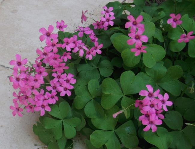 Name:  DSCF0220.jpg
Views: 515
Size:  44.4 KB