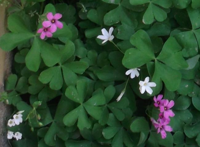 Name:  DSCF0222.jpg
Views: 505
Size:  34.1 KB