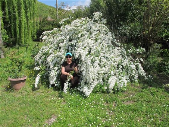 Name:  IMG_0420 (600 x 450).jpg
Views: 508
Size:  71.8 KB