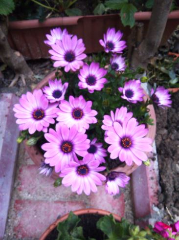 Name:  sa2.JPG
Views: 397
Size:  43.9 KB