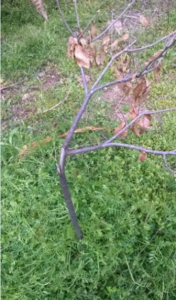 Name:  kestane 23.04.2017.jpg
Views: 420
Size:  54.9 KB
