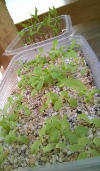 Name:  marul 23.04.2017.jpg
Views: 419
Size:  32.5 KB