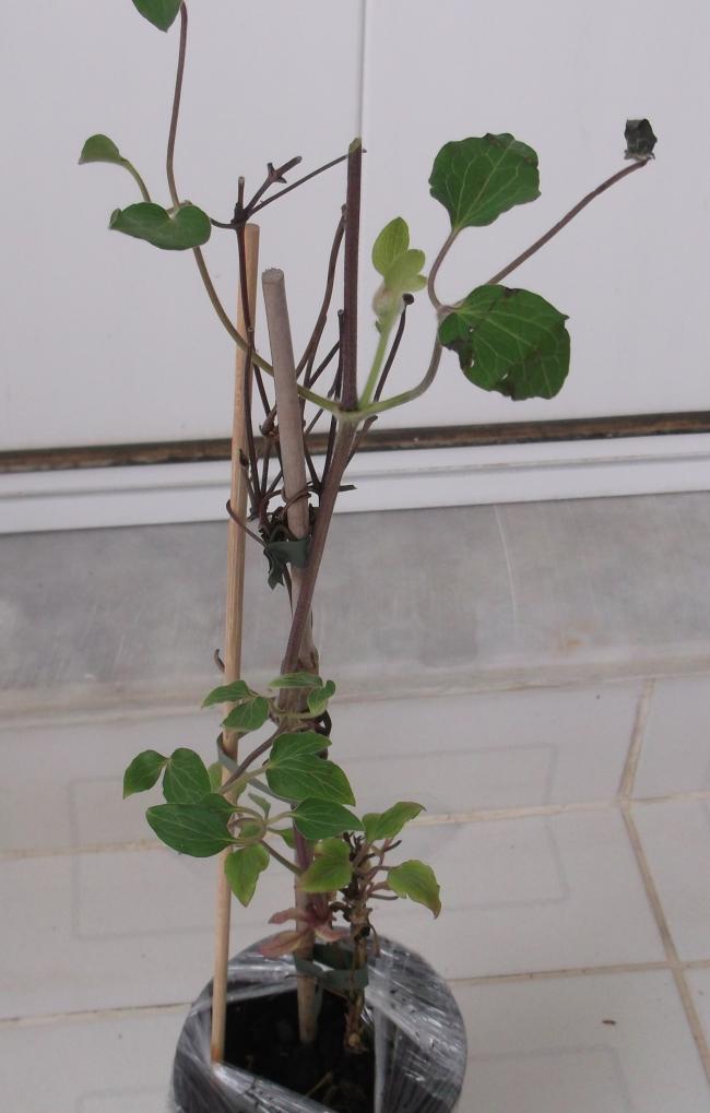 Name:  DSCF0198.jpg
Views: 475
Size:  52.5 KB