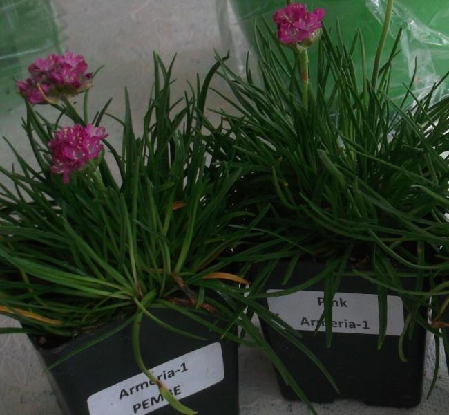 Name:  DSCF0191.jpg
Views: 469
Size:  51.8 KB