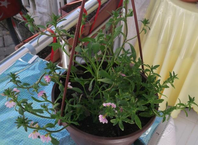 Name:  DSCF0228.jpg
Views: 483
Size:  55.7 KB