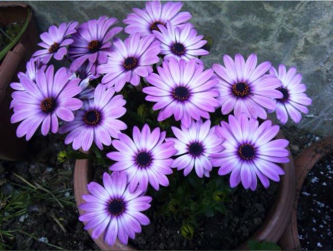 Name:  b2.jpg
Views: 415
Size:  59.5 KB