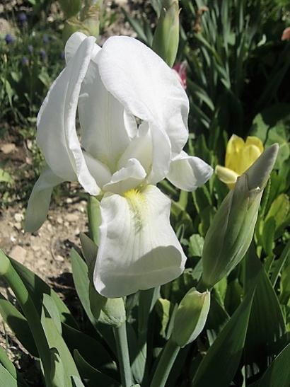 Name:  iris.jpg
Views: 722
Size:  39.1 KB