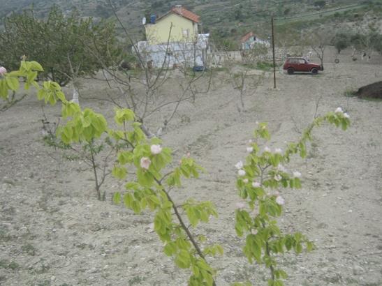 Name:  ayva.jpg
Views: 706
Size:  41.7 KB