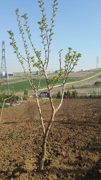 Name:  20170427_170551 (Copy) (2).jpg
Views: 811
Size:  55.1 KB