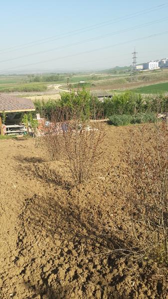 Name:  20170427_170438 (Copy) (2).jpg
Views: 816
Size:  60.5 KB
