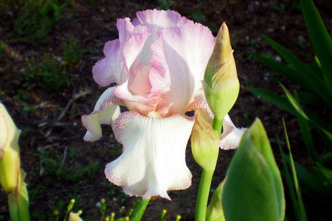 Name:  iris (1)-001.jpg
Views: 635
Size:  39.0 KB