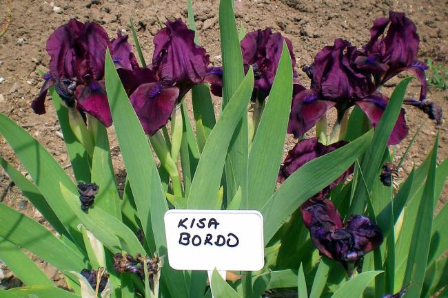 Name:  iris (2)-001.jpg
Views: 636
Size:  63.8 KB