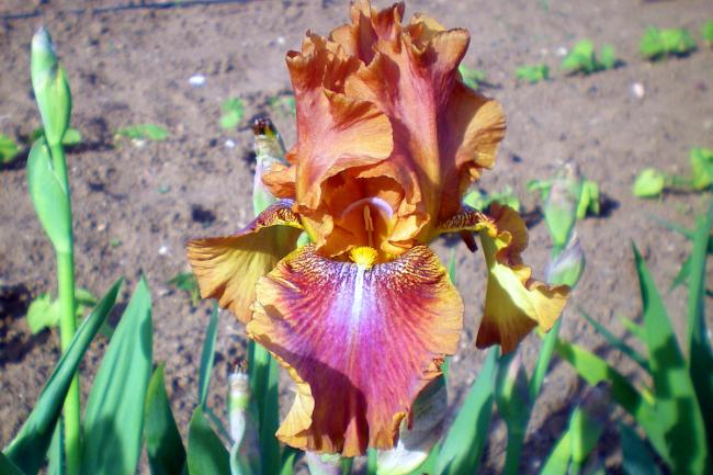 Name:  iris (3)-002.jpg
Views: 623
Size:  51.5 KB