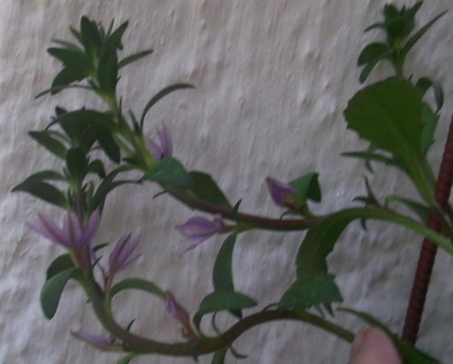Name:  DSCF0249.jpg
Views: 398
Size:  33.9 KB