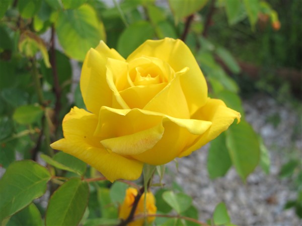 Name:  IMG_0475 (600 x 450).jpg
Views: 706
Size:  46.1 KB