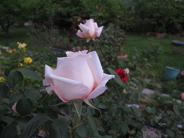 Name:  IMG_0499 (600 x 450).jpg
Views: 712
Size:  55.4 KB