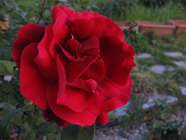 Name:  IMG_0452 (600 x 450).jpg
Views: 733
Size:  50.3 KB