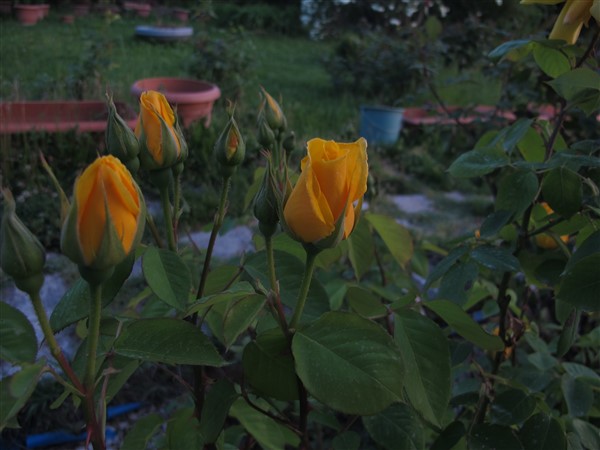 Name:  IMG_0450 (600 x 450).jpg
Views: 733
Size:  56.1 KB