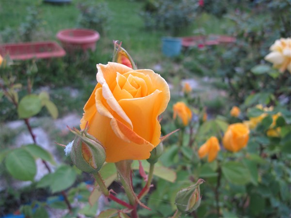 Name:  IMG_0491 (600 x 450).jpg
Views: 713
Size:  55.6 KB