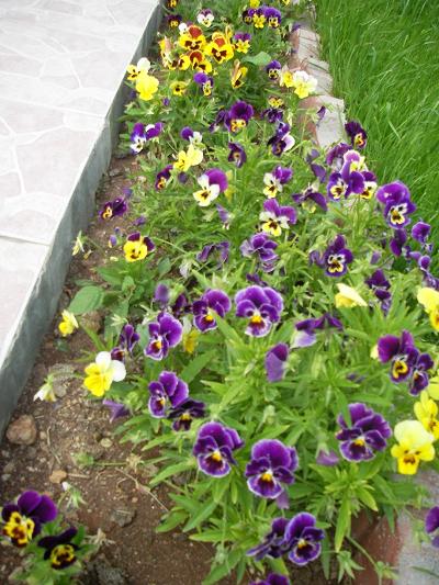 Name:  hercailer 5.JPG
Views: 3925
Size:  56.8 KB