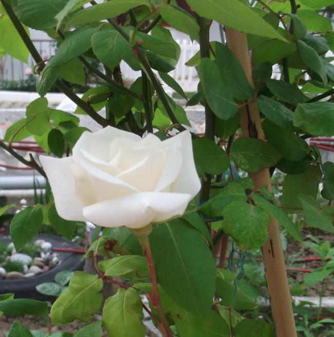 Name:  DSCF0274.jpg
Views: 348
Size:  57.1 KB