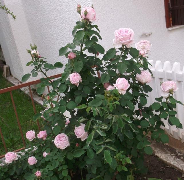 Name:  DSCF0263.jpg
Views: 361
Size:  70.6 KB