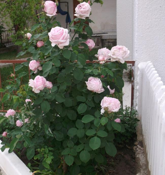Name:  DSCF0266.jpg
Views: 343
Size:  67.7 KB
