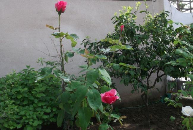 Name:  DSCF0278.jpg
Views: 347
Size:  50.9 KB